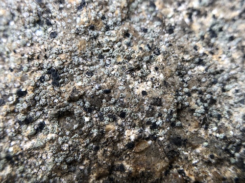 iNaturalist observation photo of Sunken Disk Lichens