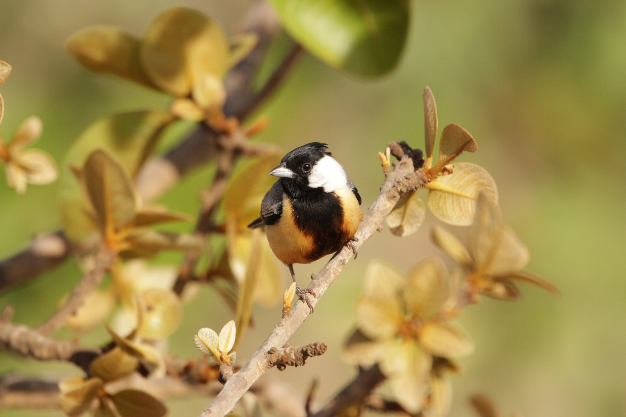 Coal-crested Finch (Charitospiza eucosma), photo 3