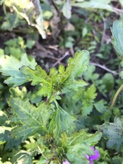 Glandularia maritima