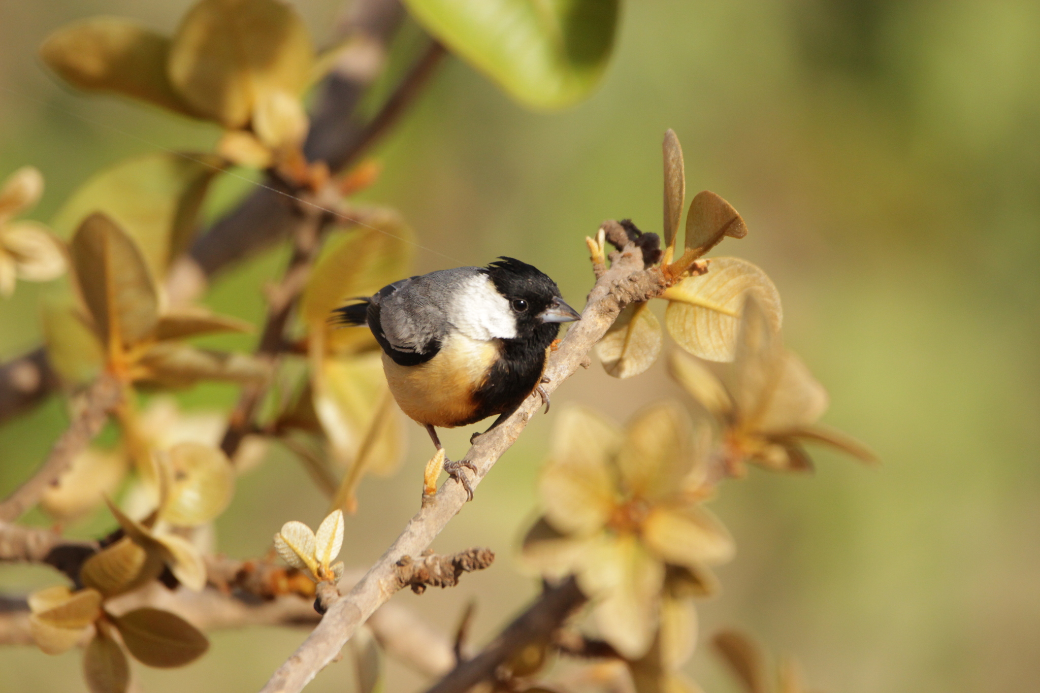 Coal-crested Finch (Charitospiza eucosma), photo 8