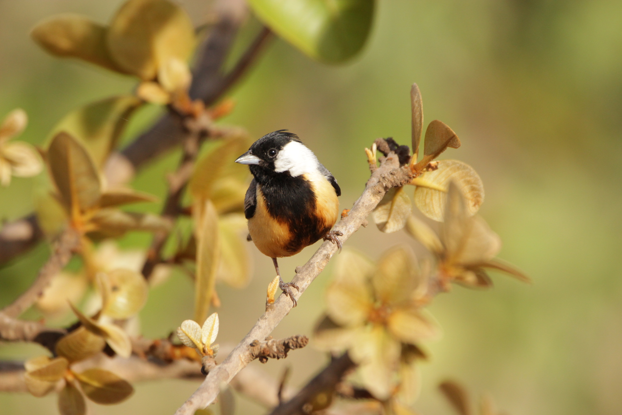 Coal-crested Finch (Charitospiza eucosma), photo 4