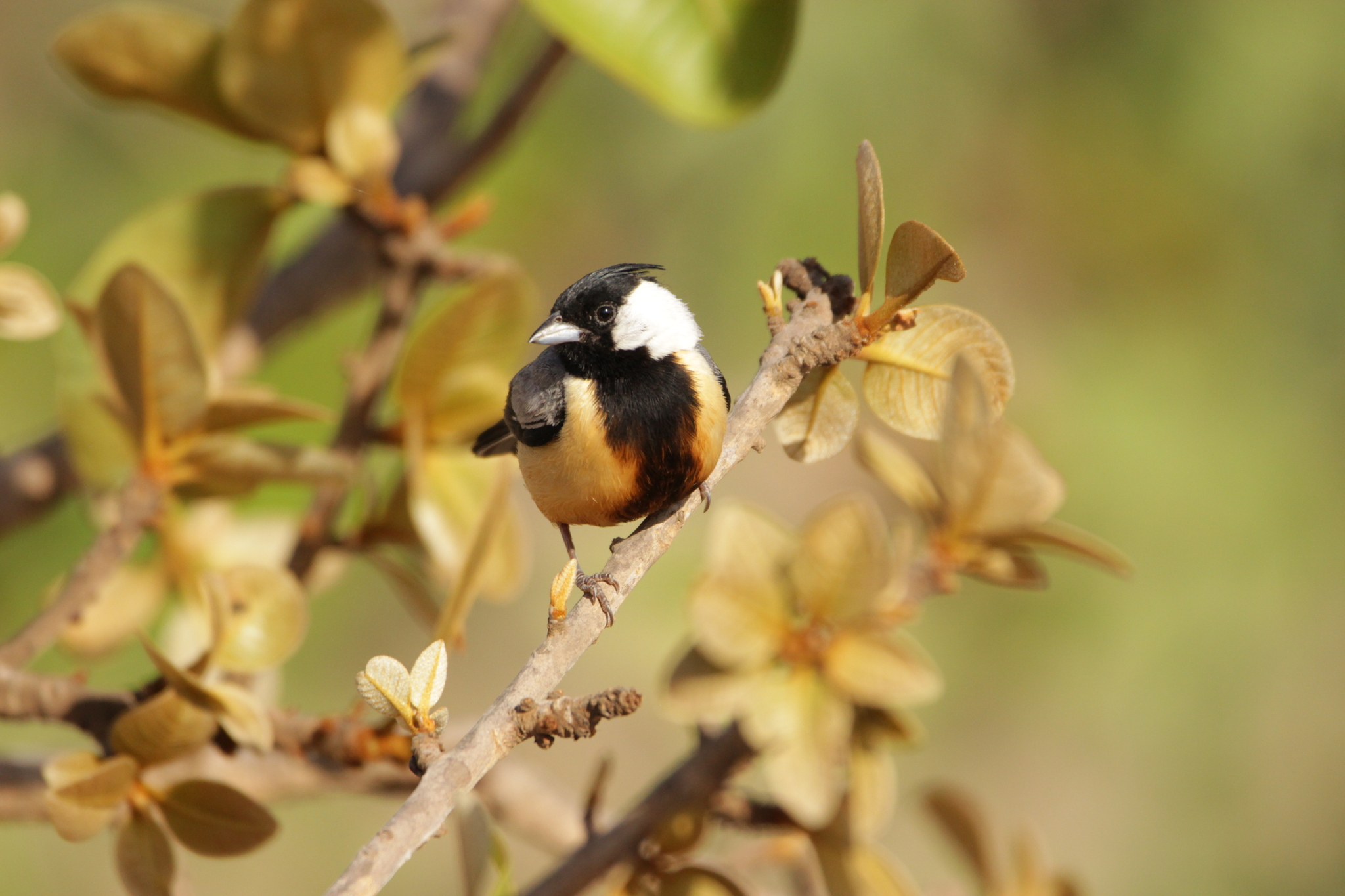 Coal-crested Finch (Charitospiza eucosma), photo 10