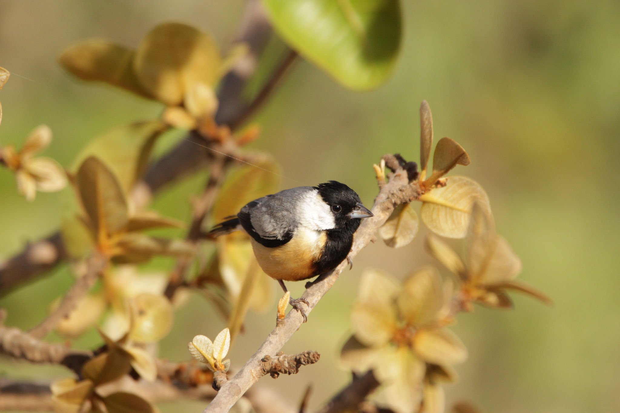 Coal-crested Finch (Charitospiza eucosma), photo 9