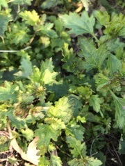 Glandularia maritima