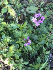 Glandularia maritima