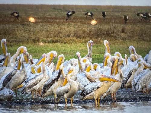 Great White Pelican