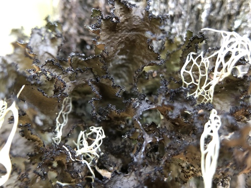 iNaturalist observation photo of variable wrinkle-lichen