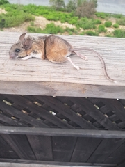 Peromyscus gambelii