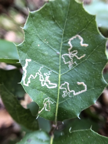 iNaturalist observation photo of Stigmella