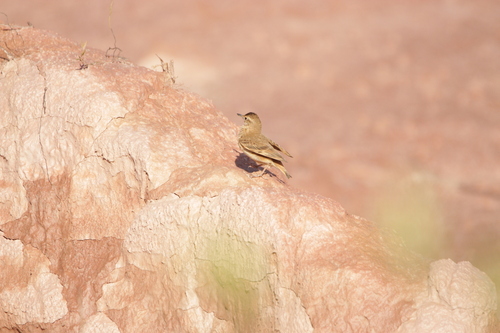 Campo Miner (Geositta poeciloptera), photo 2