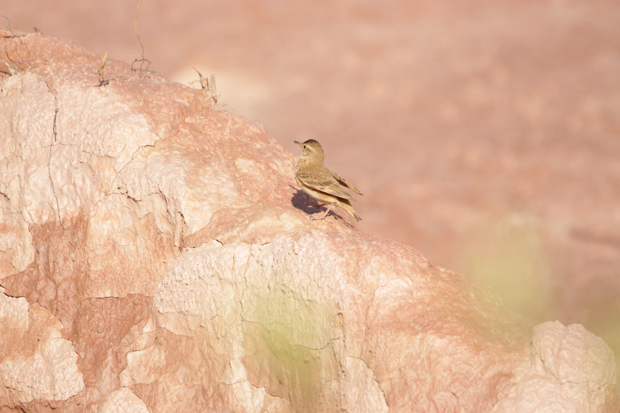 Campo Miner (Geositta poeciloptera), photo 2