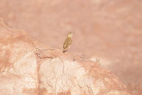 Campo Miner (Geositta poeciloptera)