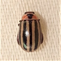 Kuschelina petaurista