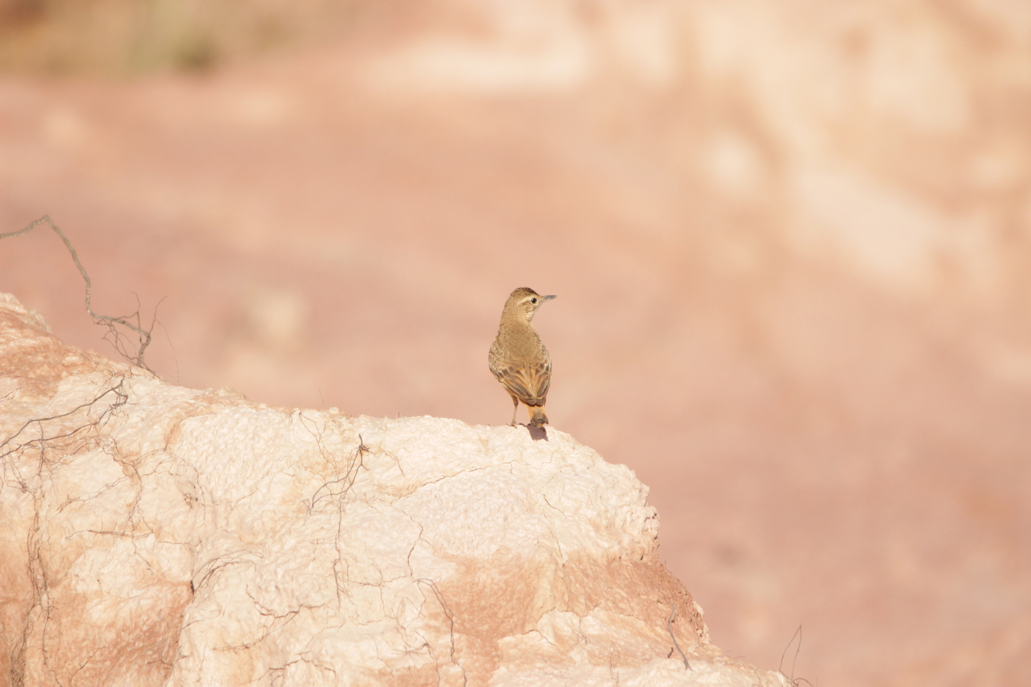 Campo Miner (Geositta poeciloptera), photo 6