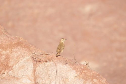 Campo Miner (Geositta poeciloptera), photo 5