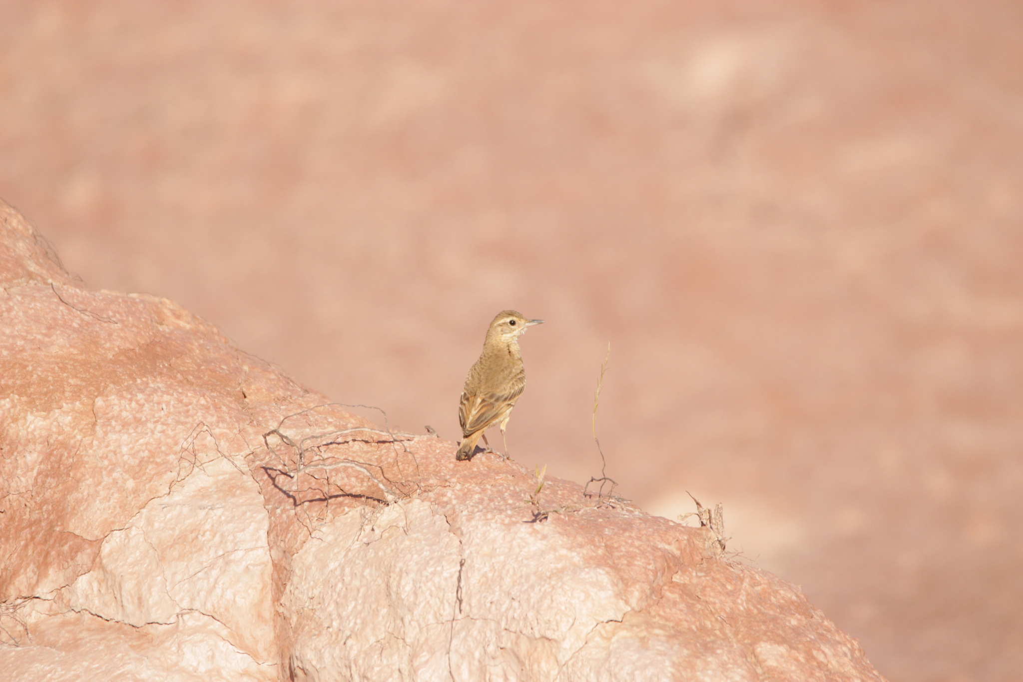 Campo Miner (Geositta poeciloptera), photo 5