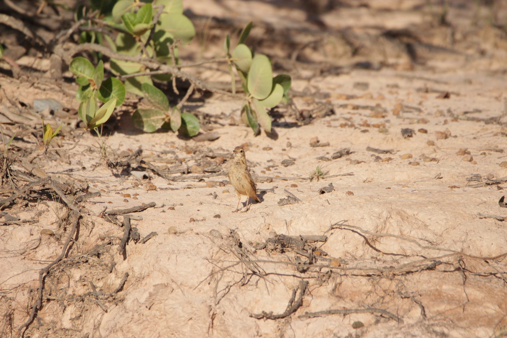 Campo Miner (Geositta poeciloptera), photo 7