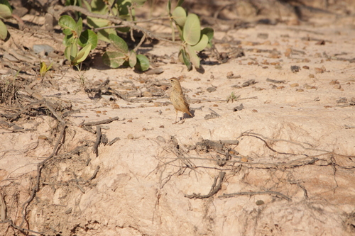 Campo Miner (Geositta poeciloptera), photo 8