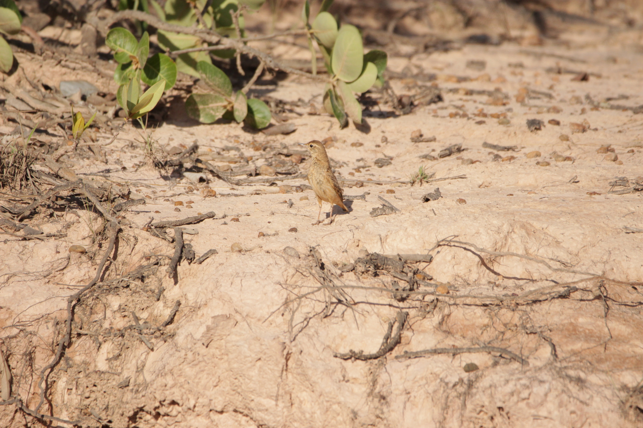 Campo Miner (Geositta poeciloptera), photo 8
