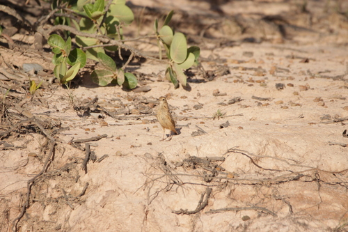 Campo Miner (Geositta poeciloptera), photo 9