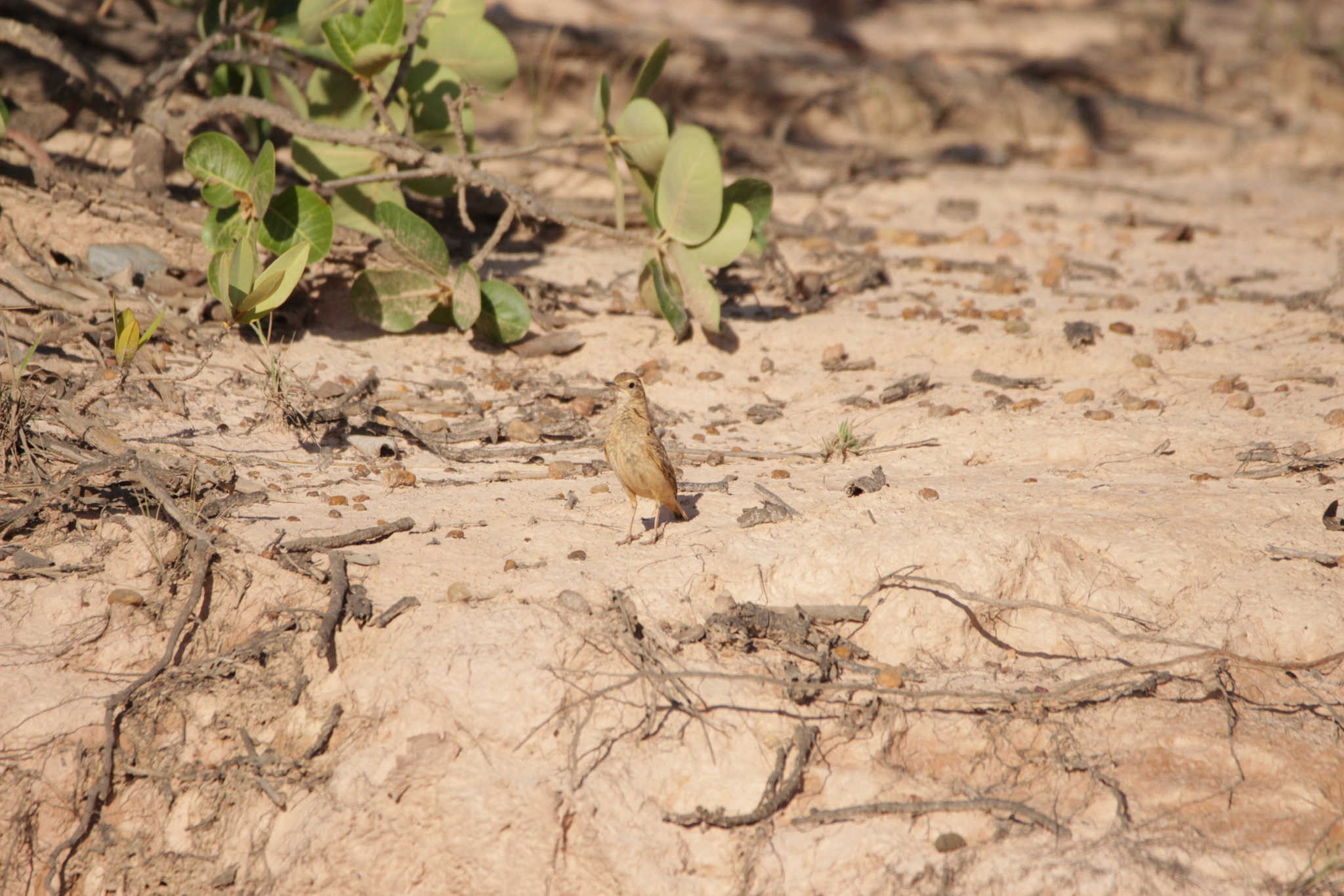 Campo Miner (Geositta poeciloptera), photo 9