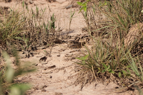 Least Nighthawk (Chordeiles pusillus), photo 4