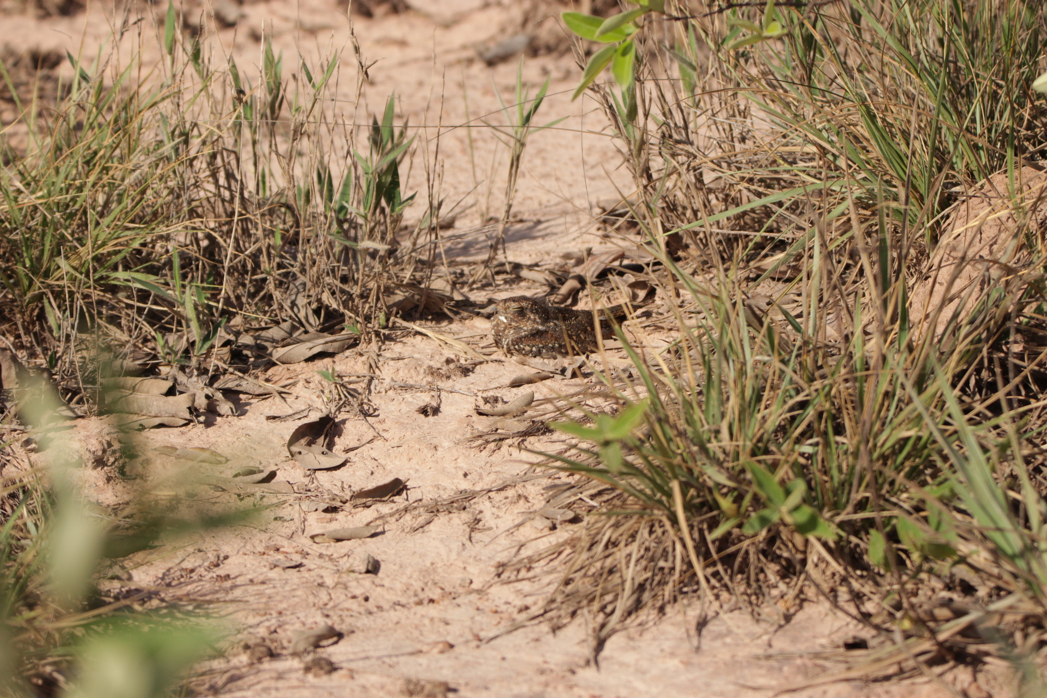 Least Nighthawk (Chordeiles pusillus), photo 4