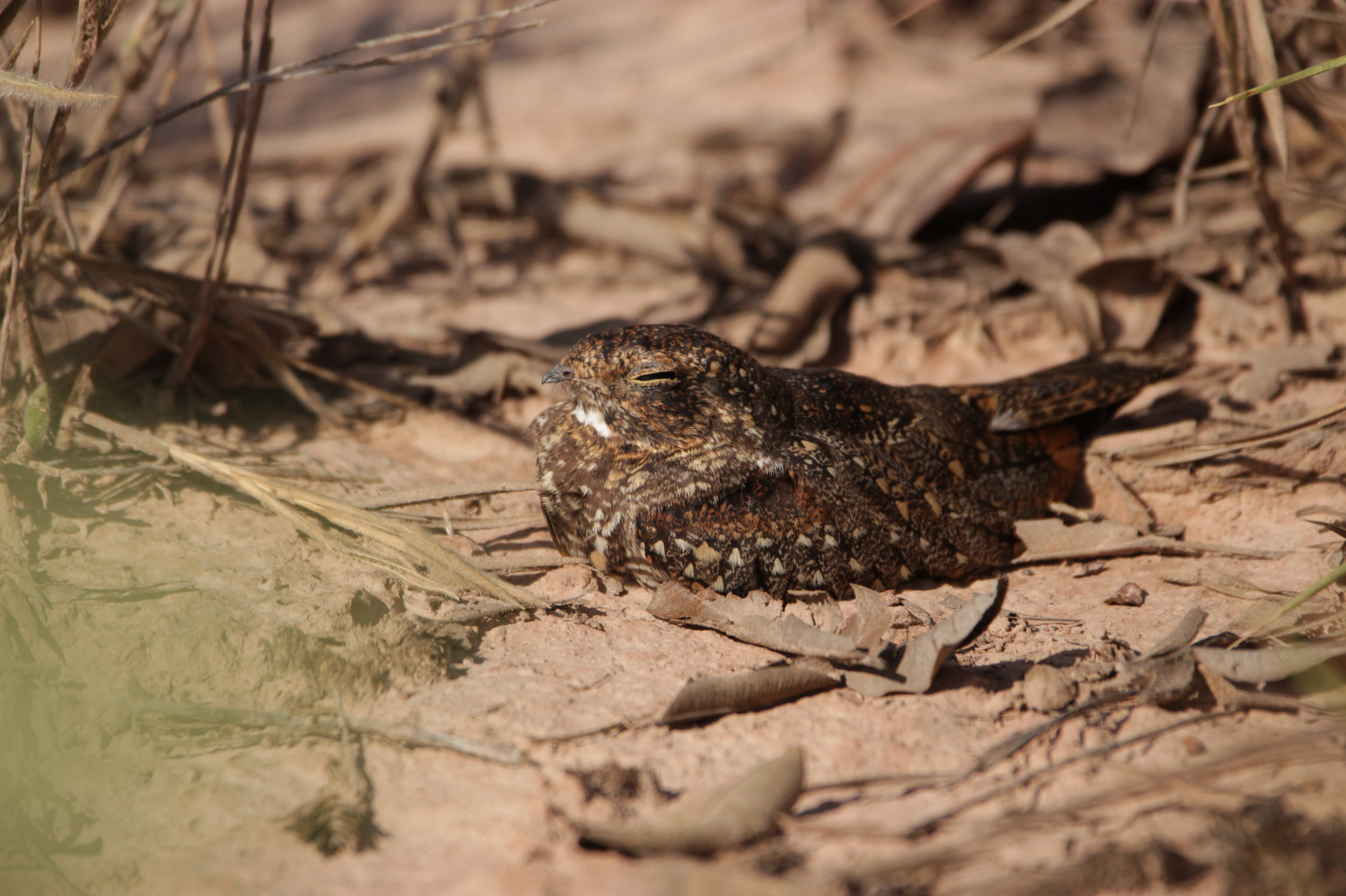 Least Nighthawk (Chordeiles pusillus), photo 7