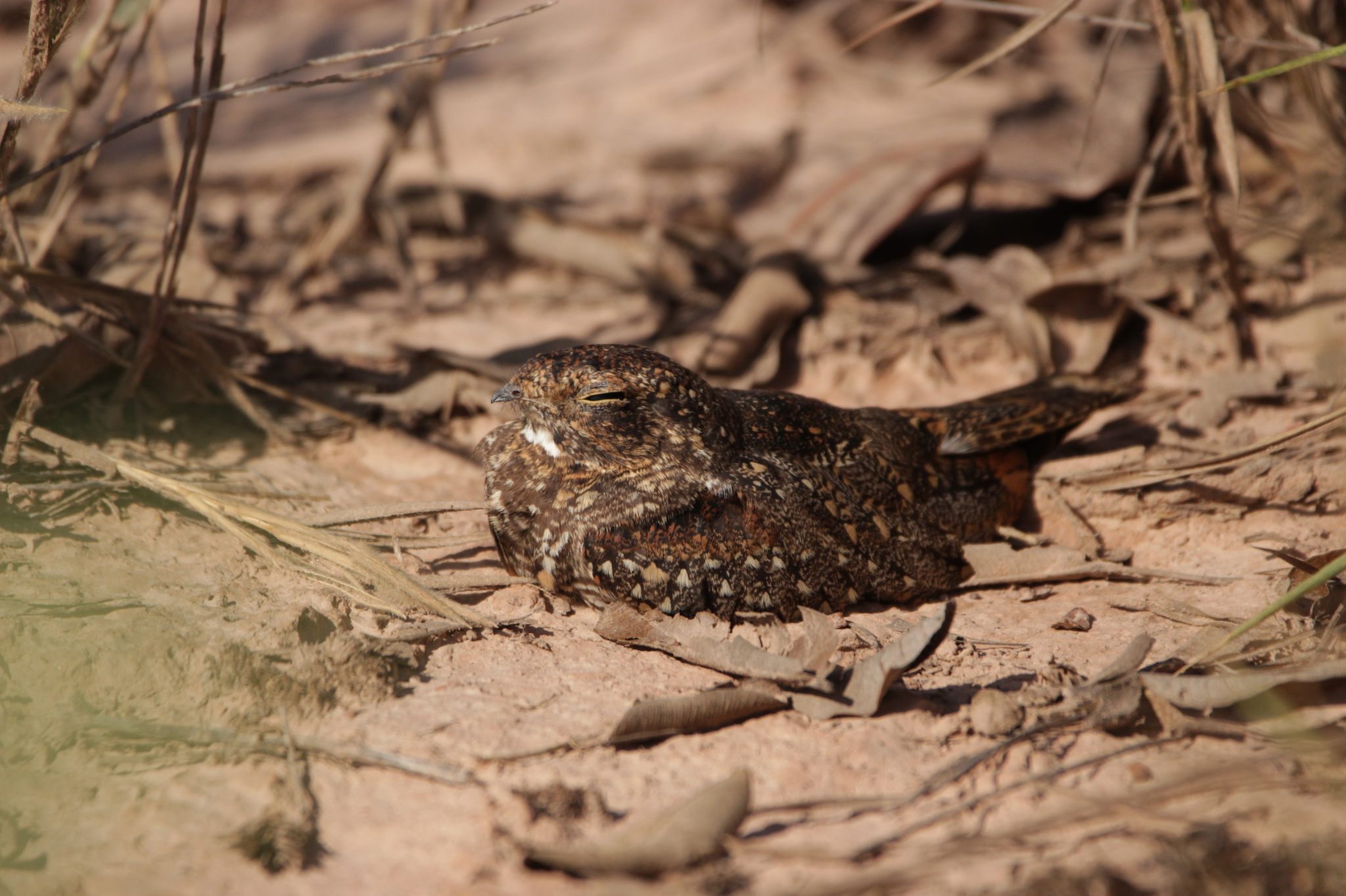 Least Nighthawk (Chordeiles pusillus), photo 5