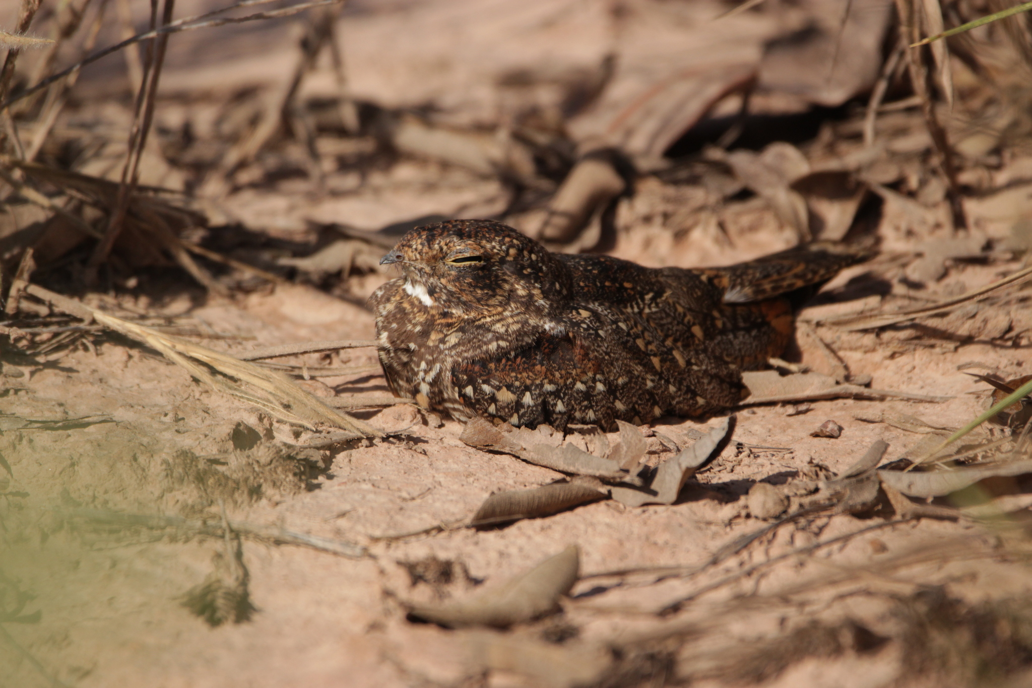 Least Nighthawk (Chordeiles pusillus), photo 6