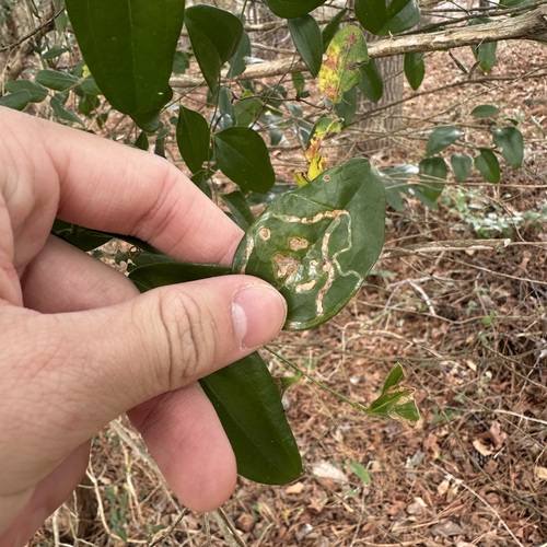 Unknown species found near Stonecrest, GA, USA