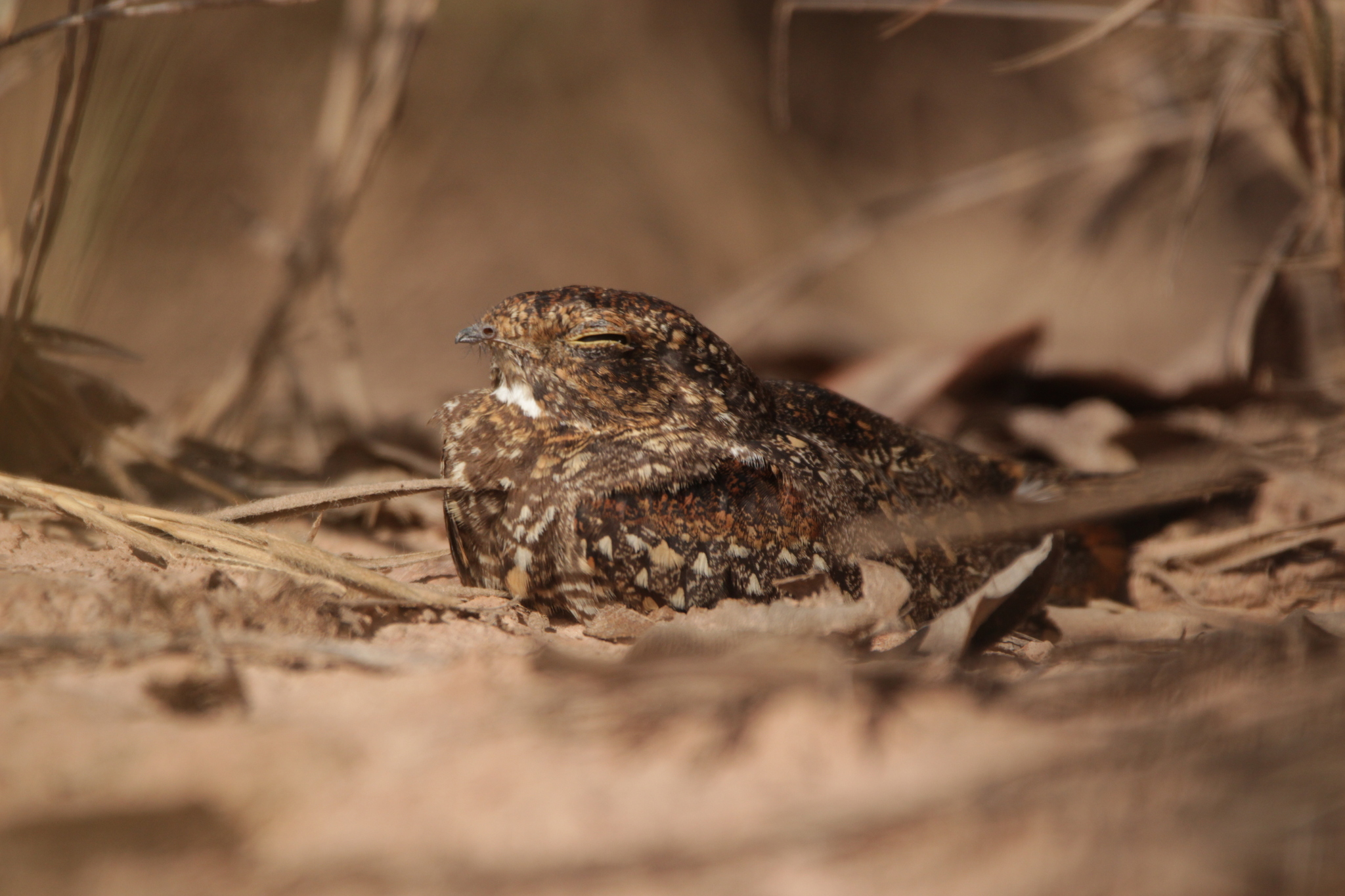 Least Nighthawk (Chordeiles pusillus), photo 3