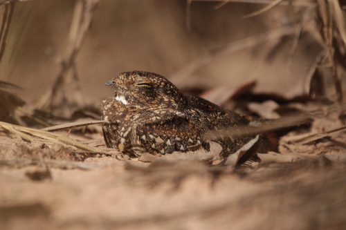Least Nighthawk (Chordeiles pusillus), photo 8