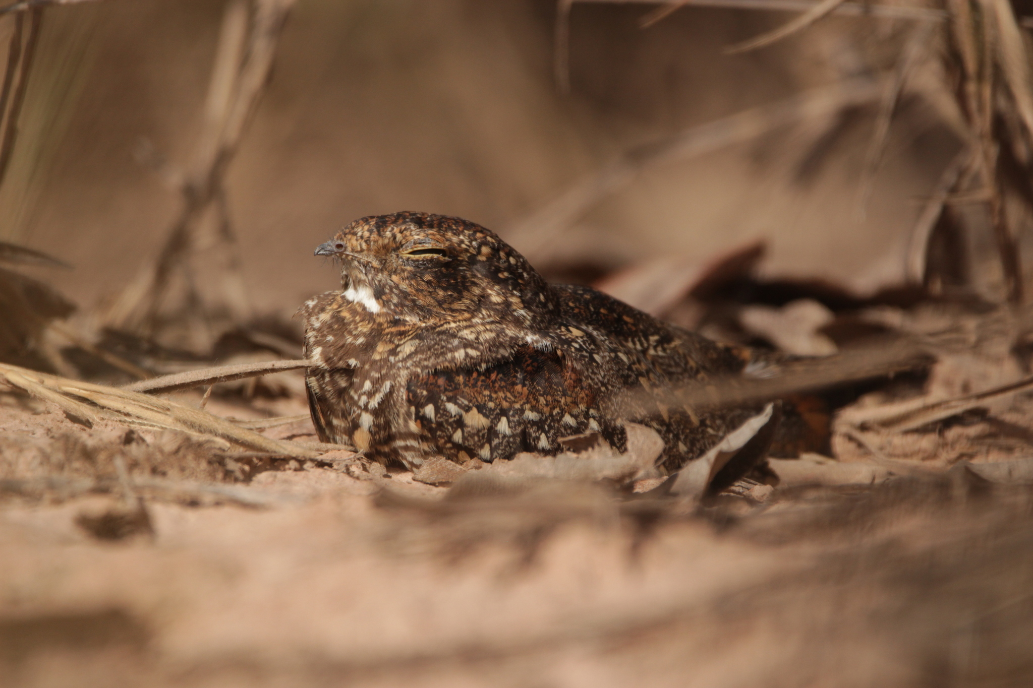 Least Nighthawk (Chordeiles pusillus), photo 8