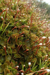 Epilobium pedunculare