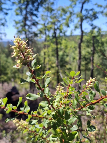 Escallonia leucantha (Escallonia leucantha)