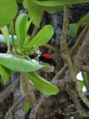 Myzomela jugularis