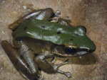 Odorrana chloronota