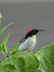 Myzomela jugularis