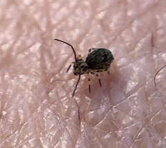 Ptenothrix beta