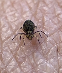 Ptenothrix beta