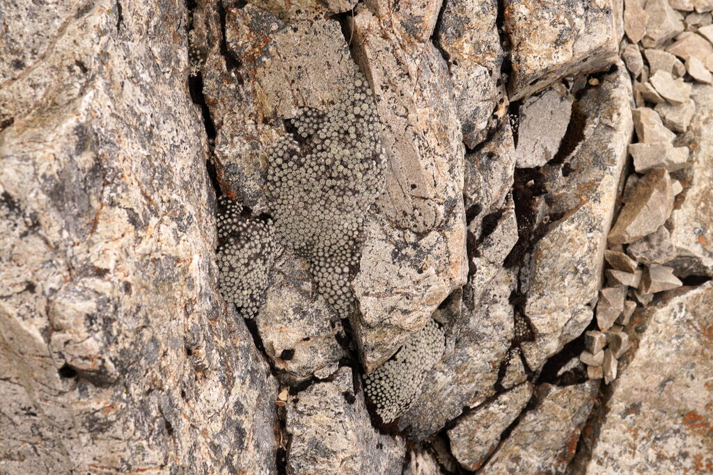 Raoulia bryoides; photograph (c) Patrick Lam, some rights reserved (CC BY)