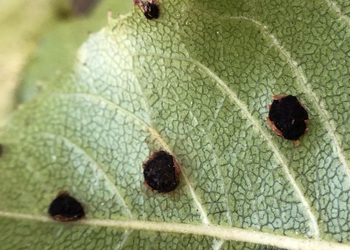 iNaturalist observation photo of rust fungi