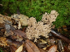 Clavulina cinerea cinerea