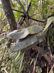 Elaphoglossum crinitum, photograph (c) Emmett Serrano, some rights reserved (CC BY)
