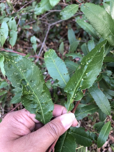 iNaturalist observation photo of toyon gall thrips