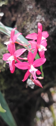 Roseoides Oncidium