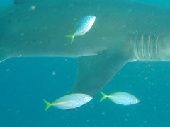 Pseudocaranx dentex