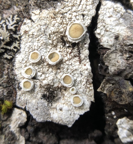 iNaturalist observation photo of Double-Rimmed Saucer Lichen