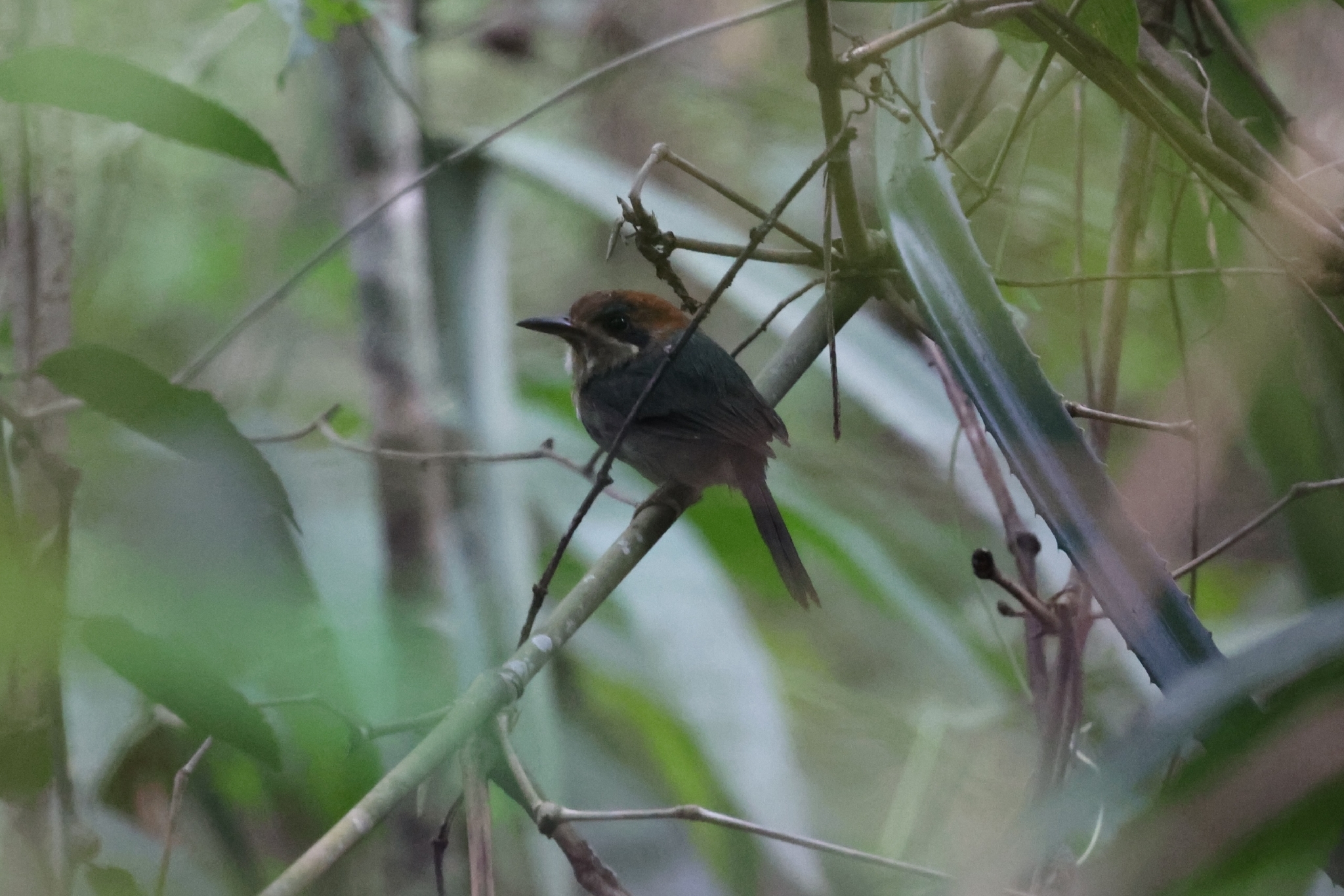 Tody Motmot (Hylomanes momotula), photo 10